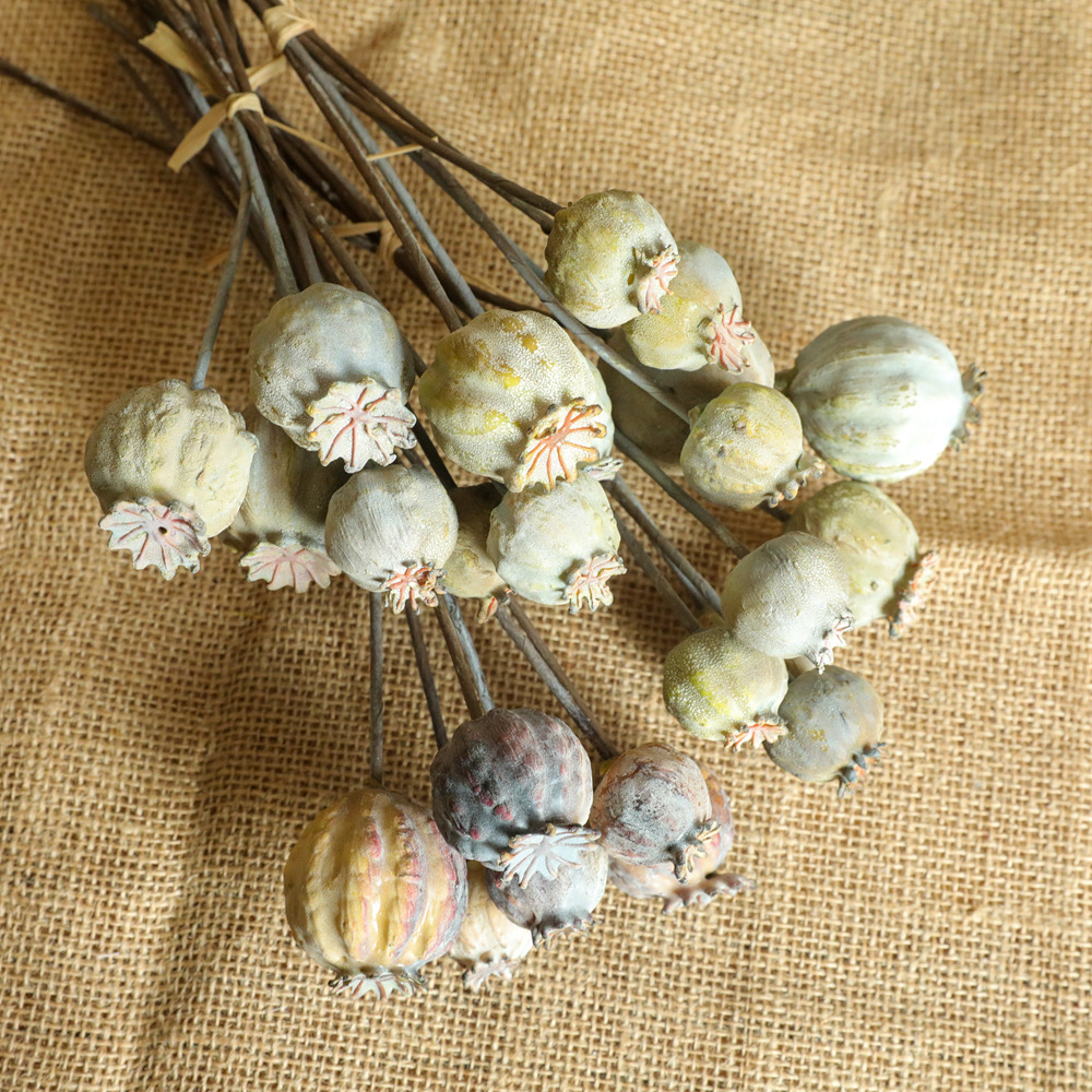 6Heads Poppies Fruit Dried Flo - Dried Fruit Mix incelemesi ve fiyatı